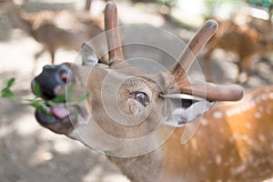 Portrait of a young deer in zoo