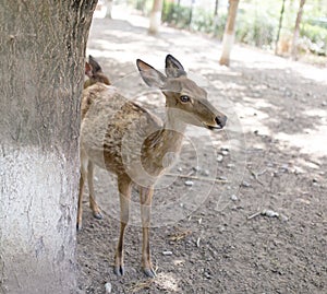 Portrait of a young deer in zoo