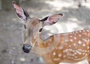 Portrait of a young deer in zoo