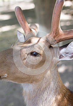 Portrait of a young deer in zoo