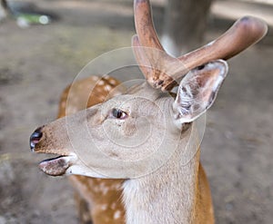 Portrait of a young deer in zoo