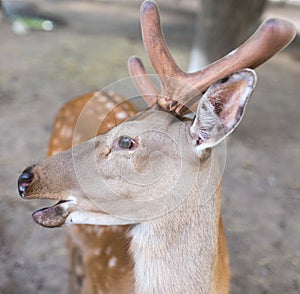 Portrait of a young deer in zoo