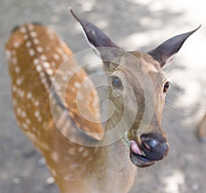 Portrait of a young deer in zoo