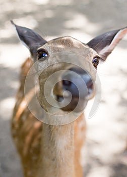 Portrait of a young deer in zoo