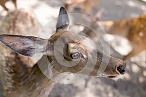 Portrait of a young deer in zoo