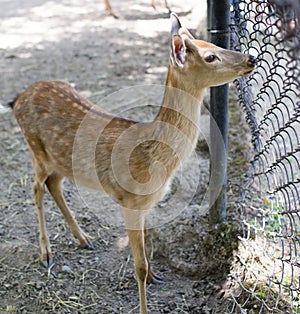 Portrait of a young deer in zoo