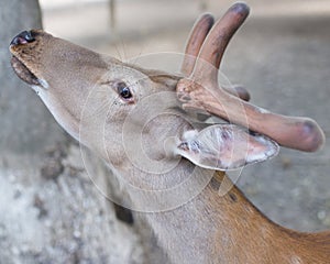 Portrait of a young deer in zoo