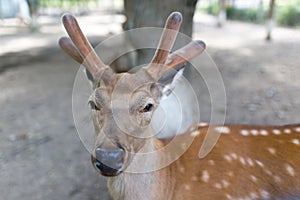 Portrait of a young deer in zoo