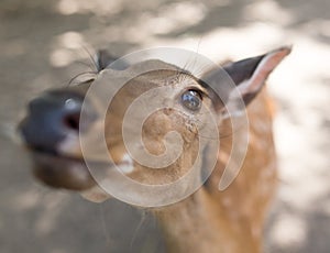 Portrait of a young deer in zoo