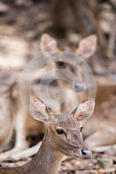 portrait of a young deer in zoo