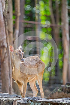 portrait of a young deer in zoo