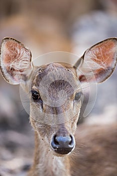 portrait of a young deer in zoo