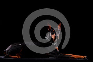 Portrait of a young doberman isolated on black background. Close up side view.