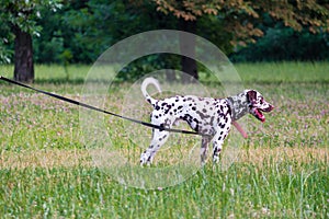 Portrait of a young dog breed Dalmatian walking in the city Park