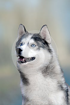 Portrait of a young dog breed Siberian husky with blue eyes