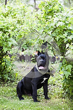 Young dog of the cane-Corso breed against a background of bright green foliage