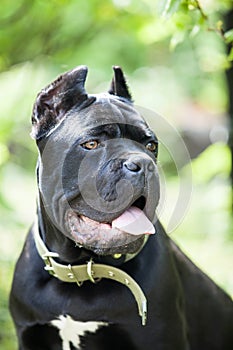 Young dog of the cane-Corso breed against a background of bright green foliage