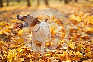 Portrait of a young dog Jack Russell