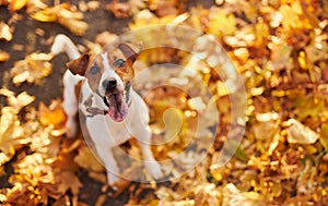 Portrait of a young dog Jack Russell