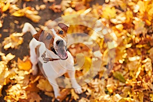 Portrait of a young dog Jack Russell