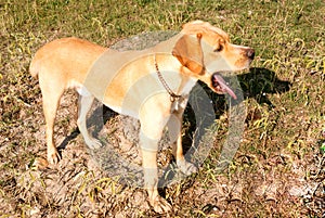 Portrait young dog playing