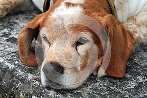 Portrait of the young dog on street photo