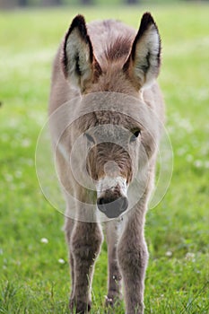 Portrait of a young domestic donkeyEquus asinus asinus