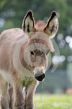 Portrait of a young domestic donkeyEquus asinus asinus