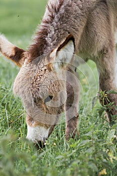 Portrait of a young domestic donkeyEquus asinus asinus