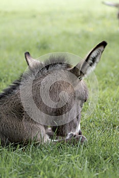 Portrait of a young domestic donkeyEquus asinus asinus