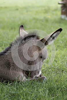 Portrait of a young domestic donkeyEquus asinus asinus