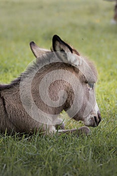 Portrait of a young domestic donkeyEquus asinus asinus