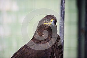 portrait young eagle