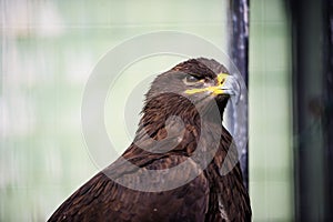 portrait young eagle