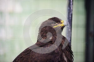 portrait young eagle