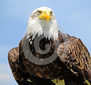 Portrait of a young eagle