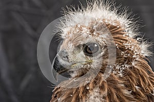 Portrait of young eagle on black