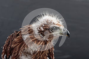 Portrait of young eagle