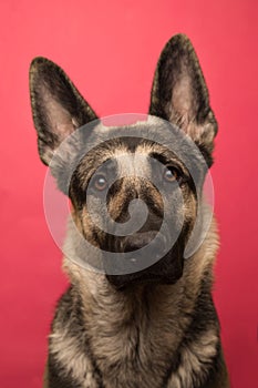 portrait of young Eastern European shepherd dog on pink background. dog with a smart look.