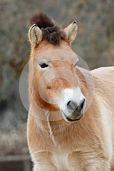 Portrait of young Equus ferus przewalskii