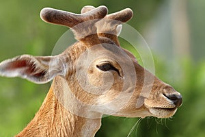Portrait of young fallow deer stag