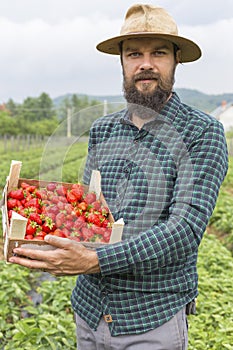 Portrait of young farmer holding a box full with fresh red str