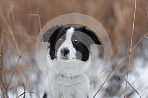 Portrait of young female dog of border collie breed of white and black color among dry grass and snow at winter