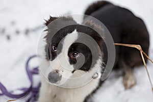 Portrait of young female dog of border collie breed of white and black color on snow