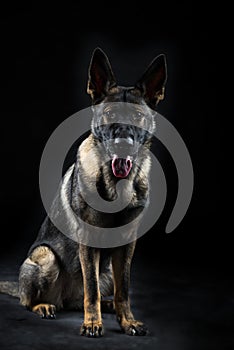 Portrait of a young female mullti-coloured German Shepherd dog