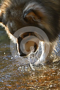 Portrait of a young Finnish Lapphund dog