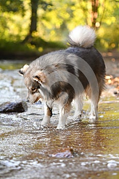 Portrait of a young Finnish Lapphund dog