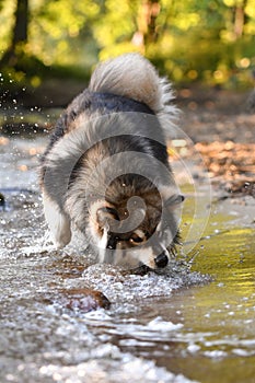 Portrait of a young Finnish Lapphund dog