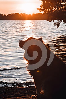 Portrait of a young Finnish Lapphund dog