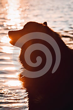 Portrait of a young Finnish Lapphund dog